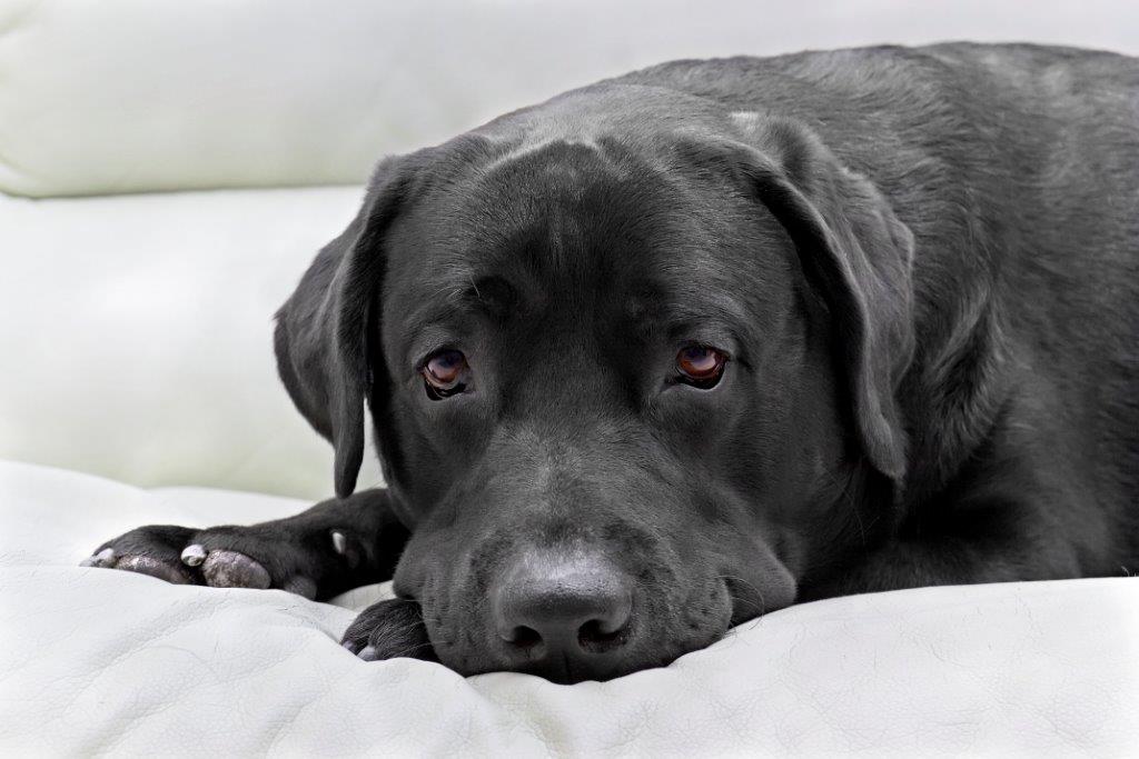 Hund auf der Couch