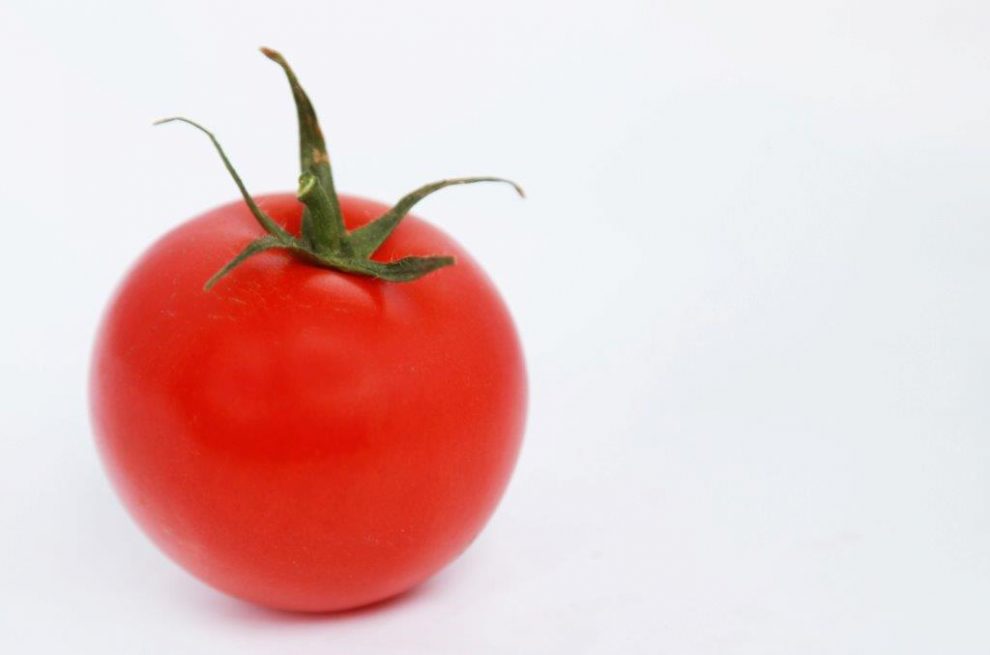 Vorsicht Diese Leckerlis sind giftig für Hund und Katz! PETAkids