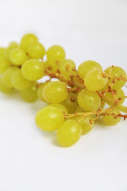 Vorsicht Diese Leckerlis sind giftig für Hund und Katz! PETAkids