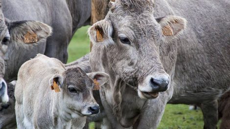 Kuh mit Kalb