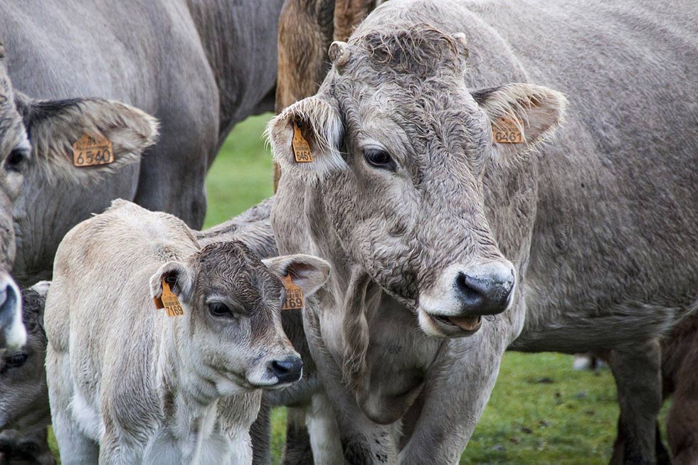 Kuh mit Kalb