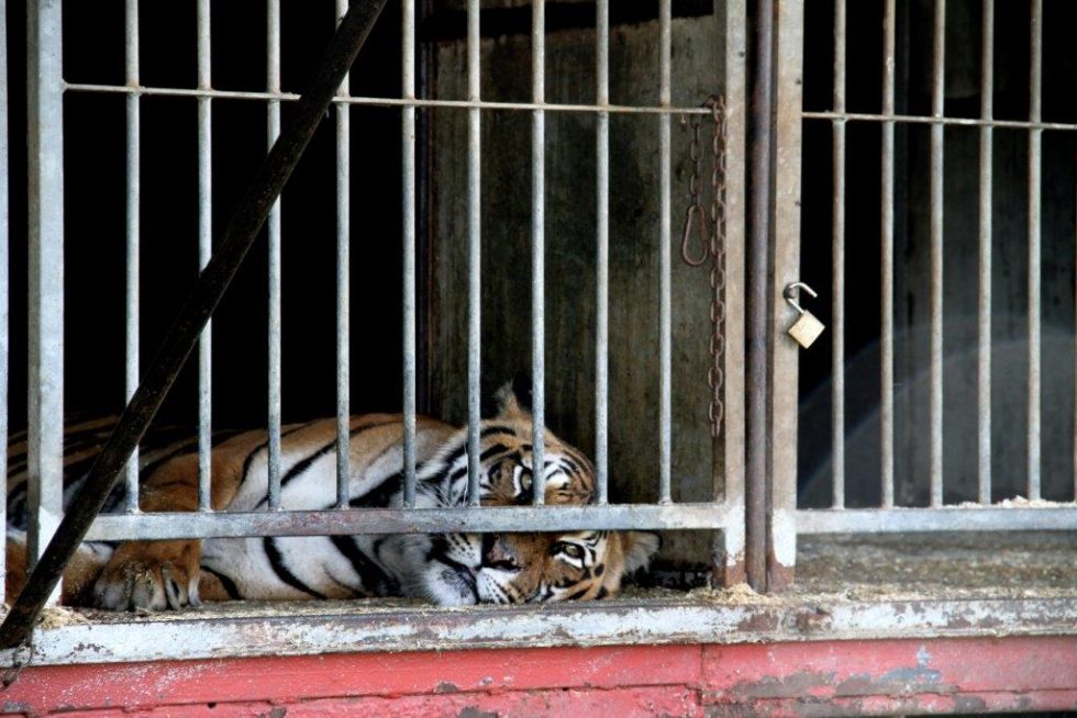 tiger liegt in einem kaefig