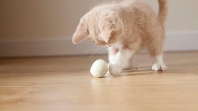Katze spielt mit einem Ball