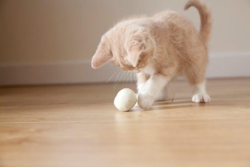 Katze spielt mit einem Ball