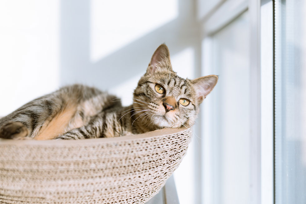 Katze liegt im Korb am Fenster