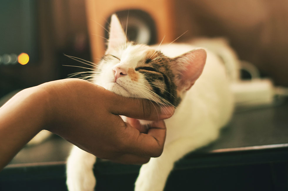 Katzen halten: 5 wichtige Tipps für die Haltung von Katzen - PETA Kids