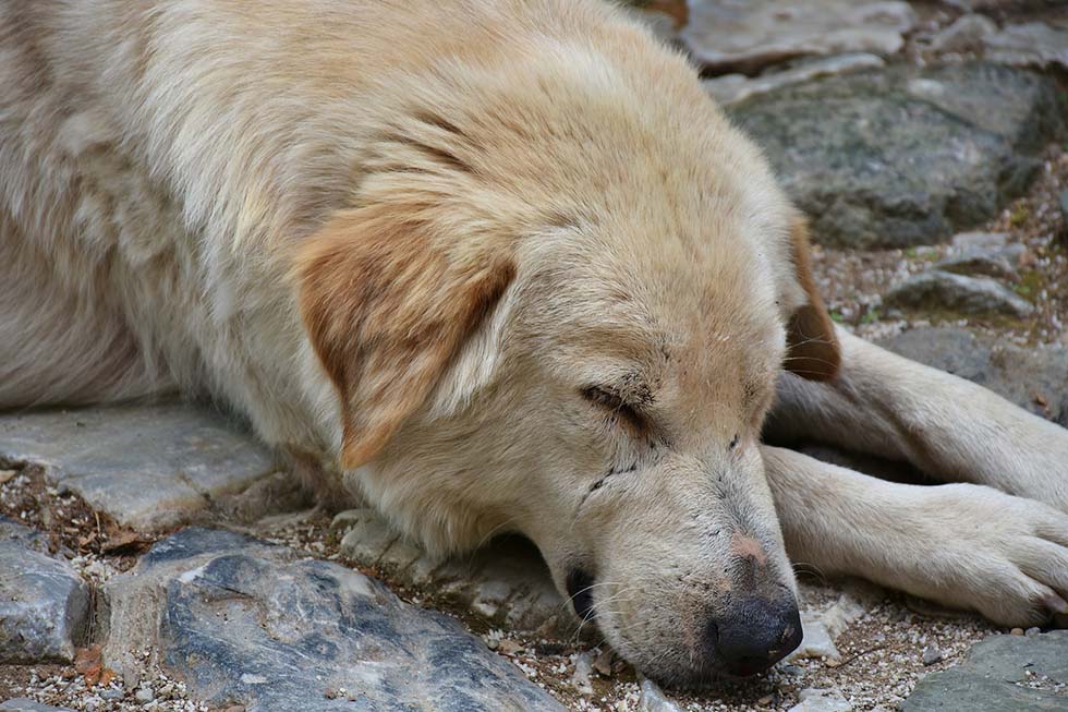 straßenhund