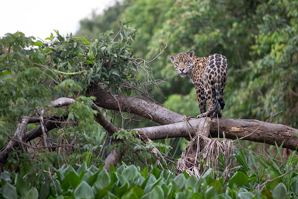 Jaguar im Regenwald