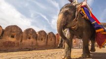 Mann reitet auf Elefant