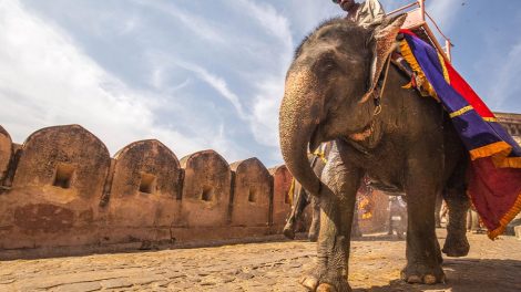 Mann reitet auf Elefant