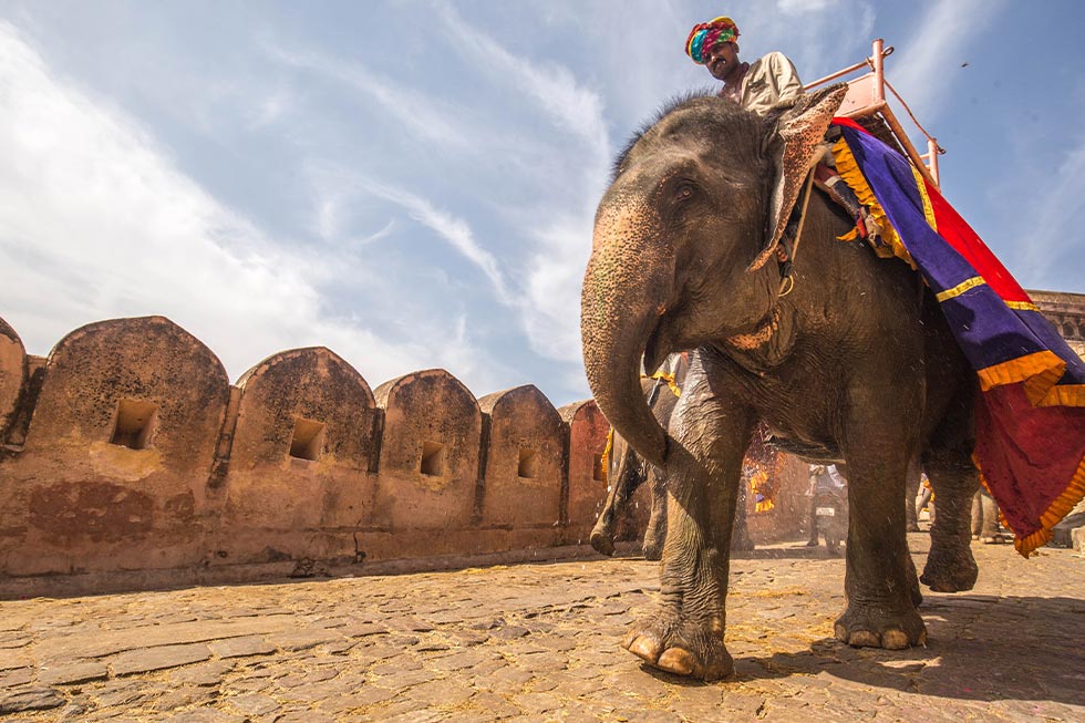 Mann reitet auf Elefant