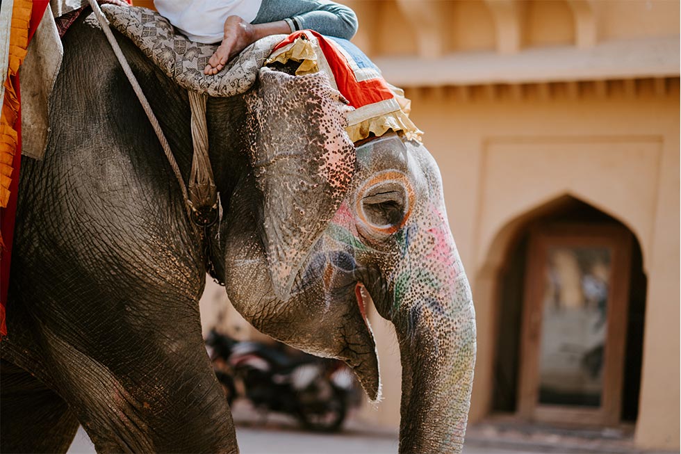 Geschminkter Elefant