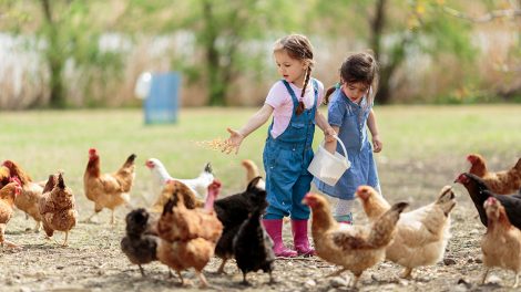 Kinder mit Huehnern