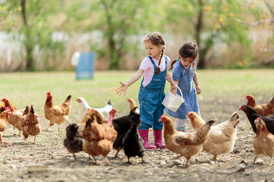 Kinder mit Huehnern