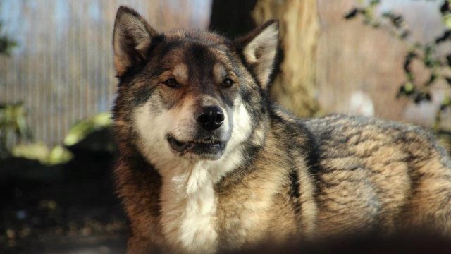 Wolf im Wald