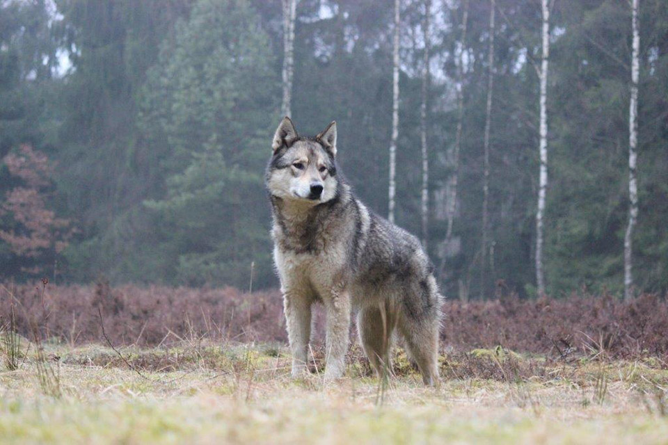 Wolf auf einer Wiese