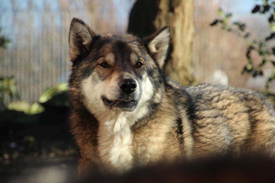 Wolf im Wald
