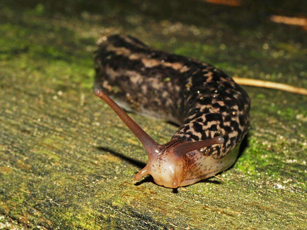 Tigerschnegel auf Holz