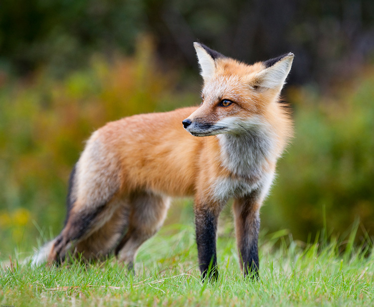 Ein Fuchs im Wald