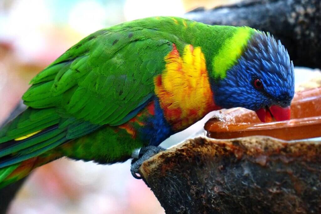 vogel trinkt aus einer schale