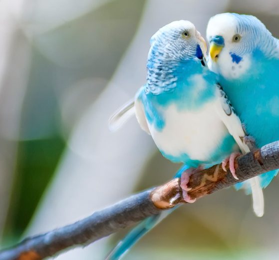 Zwei blaue Vögel auf einem Ast