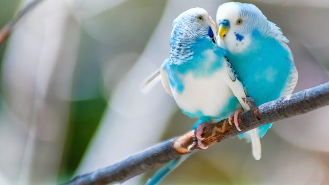 Zwei blaue Vögel auf einem Ast