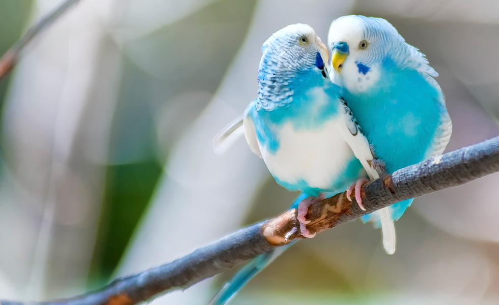 Zwei blaue Vögel auf einem Ast