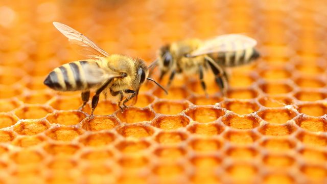 Bienen-Waben