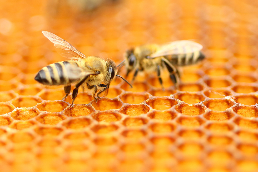 Bienen im fensterrahmen