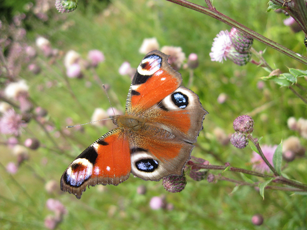 Schmetterling - Insekten