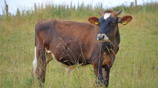 Stier Hendrik