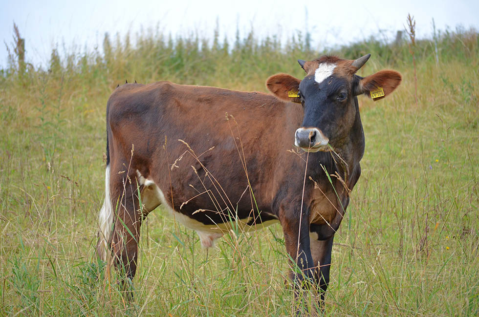 Stier Hendrik