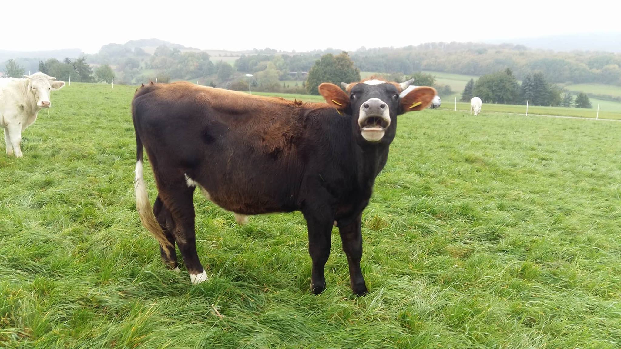 Stier Hendrik auf Weide