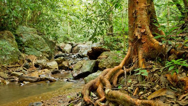 Lebensraum Baum mit Wurzeln im Wald