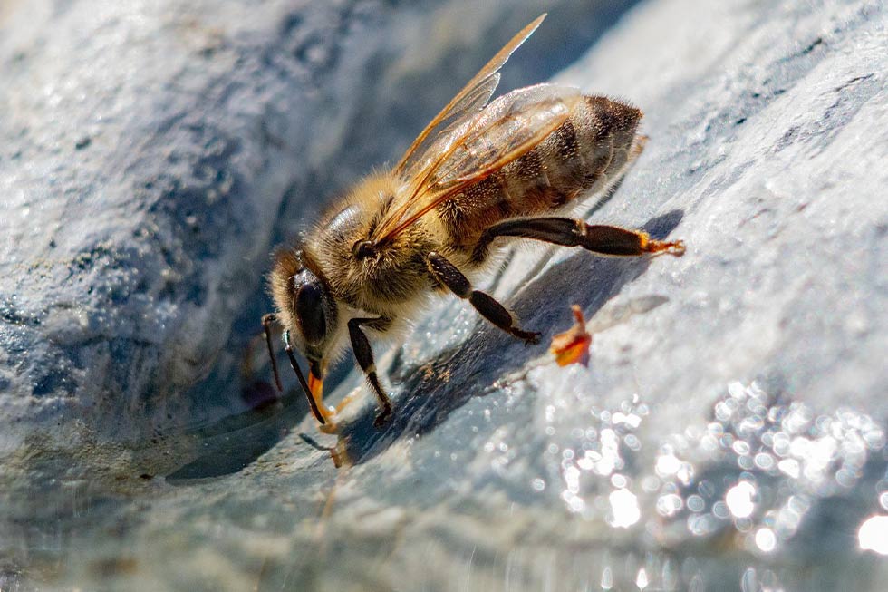 Biene trinkt Wasser