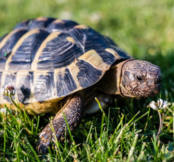 Schildkroeten auf einer Wiese