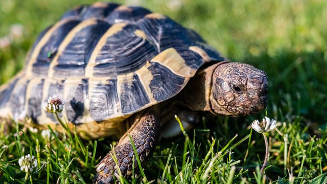 Schildkroeten auf einer Wiese