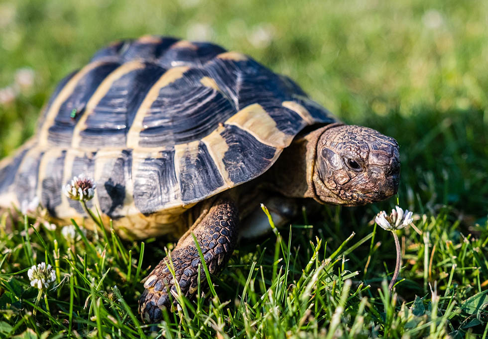 Schildkroeten auf einer Wiese