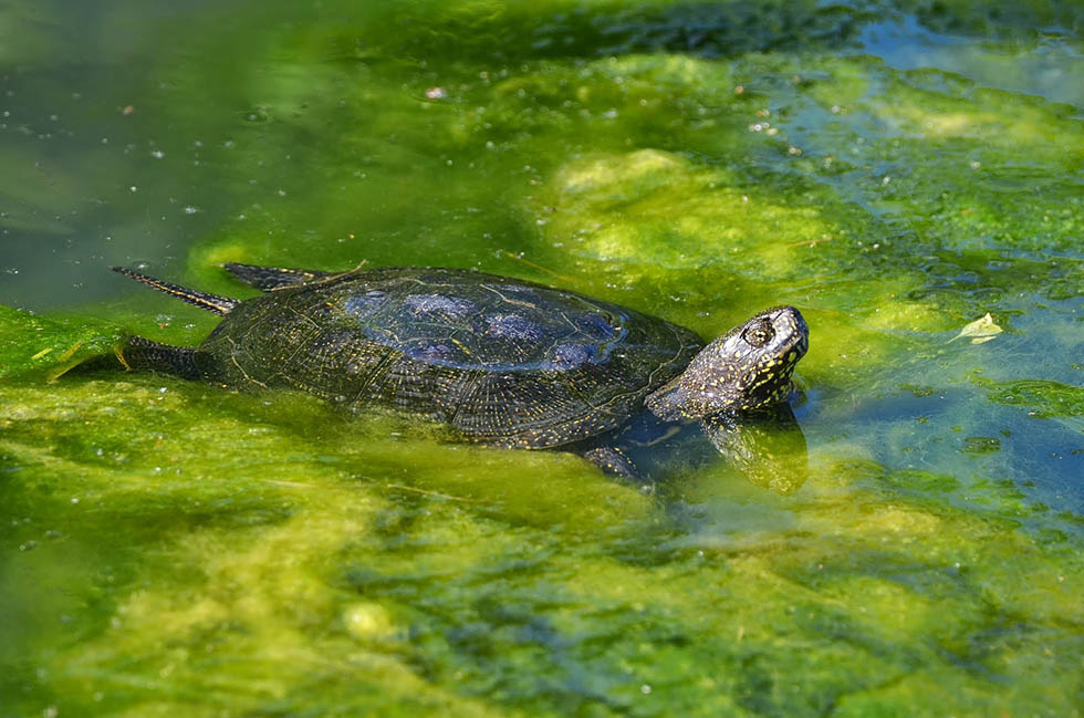 Eine Sumpfschildkroete im Wasser