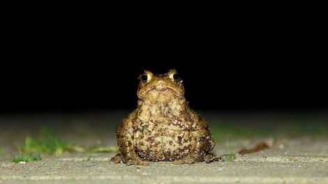 Eine Waldkroete auf einem Gehweg in der Nacht