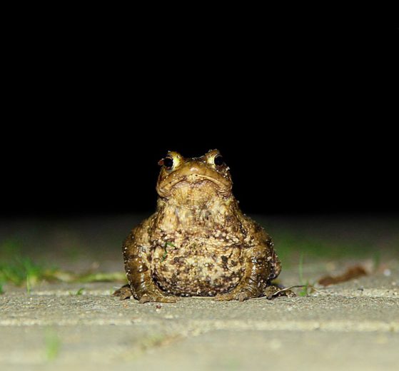 Eine Waldkroete auf einem Gehweg in der Nacht