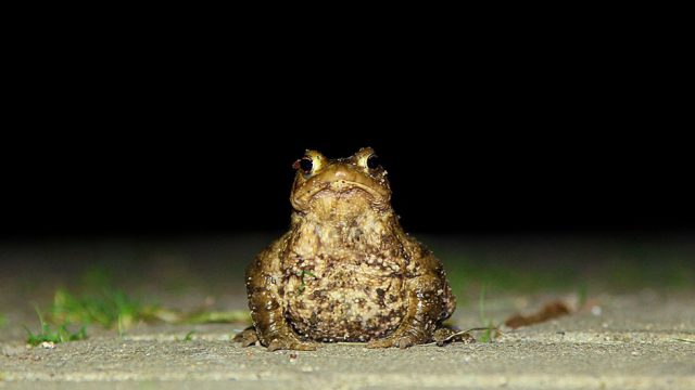 Eine Waldkroete auf einem Gehweg in der Nacht