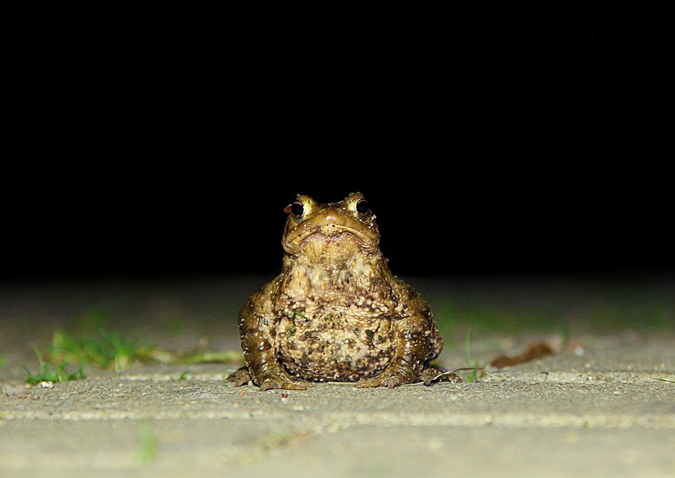 Eine Waldkroete auf einem Gehweg in der Nacht