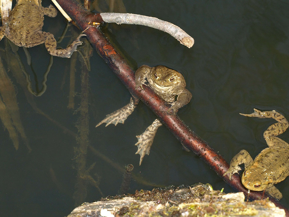 Eine Kroete entspannt im Wasser