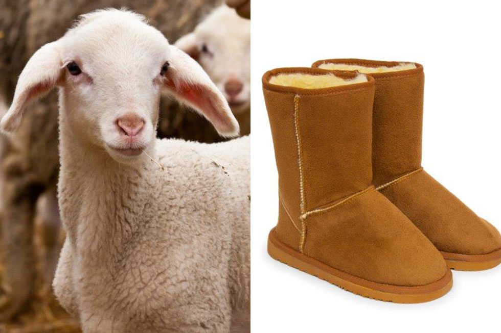 Lamm und Ugg Boots