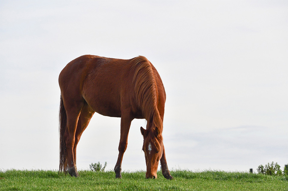 Pferd auf der Weide