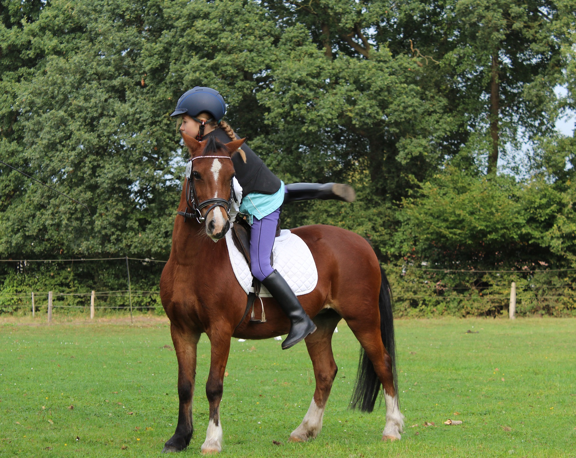 Pferd Rückenmuskulatur Aufbauen Ohne Reiten