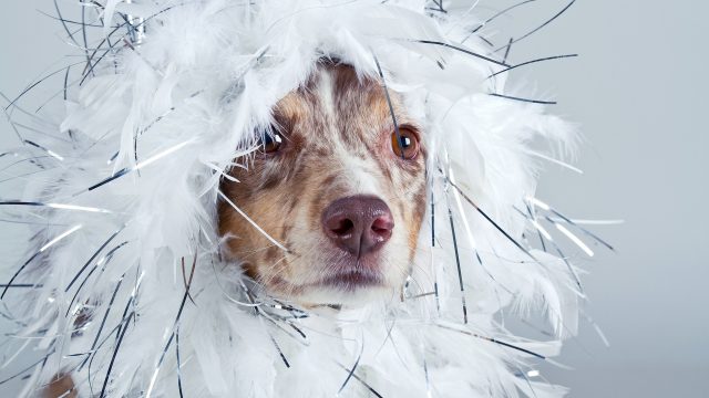 Verkleideter Hund