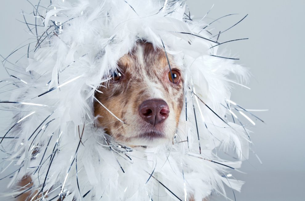 Verkleideter Hund