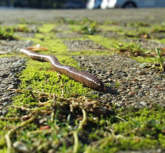 Regenwurm auf Boden